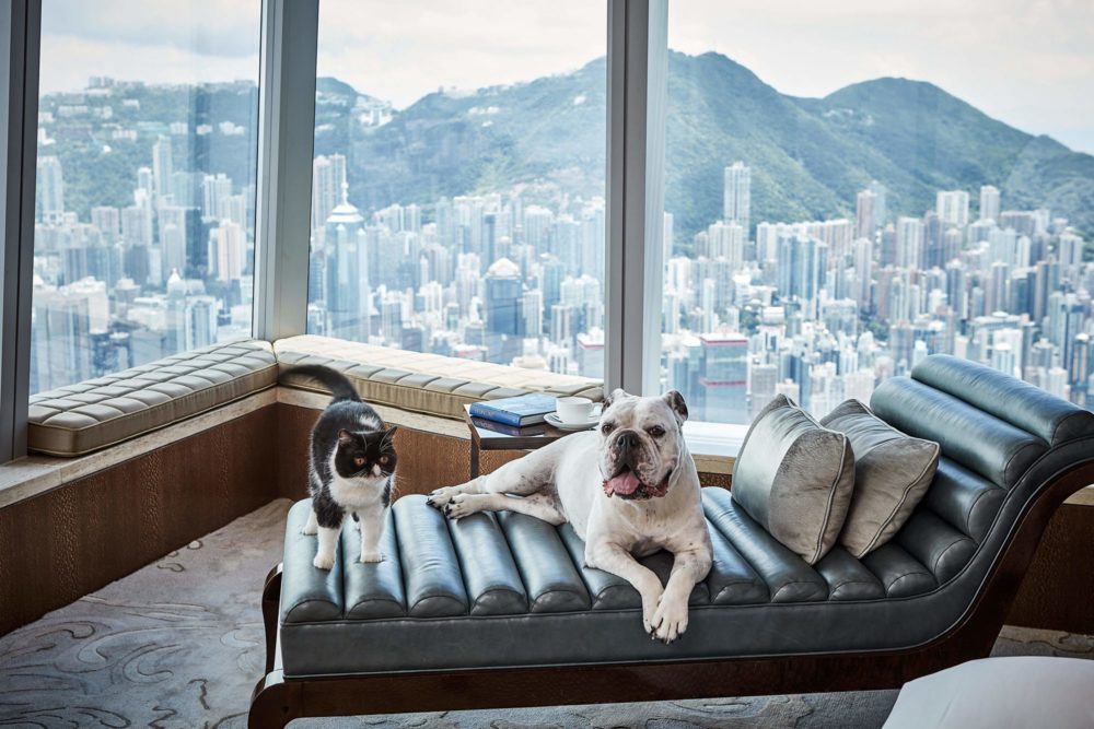 香港麗思卡爾頓酒店 「寵·愛」住宿之旅