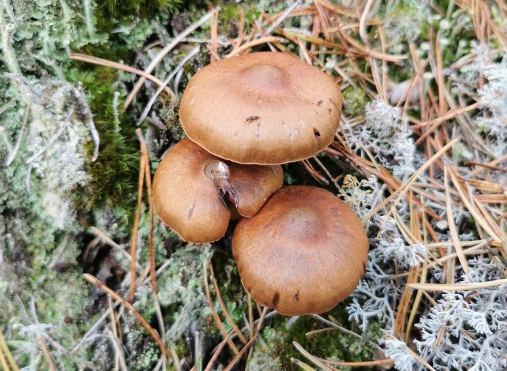 芬蘭秋日森林採菇