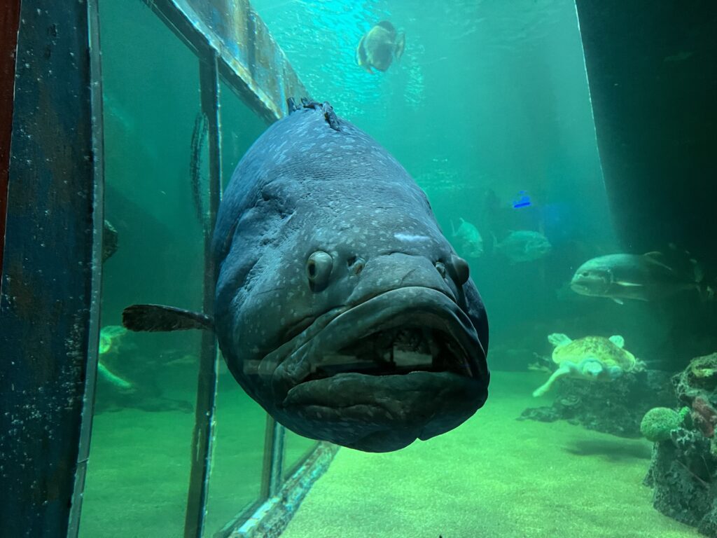 水族館 Underwater World Langkawi